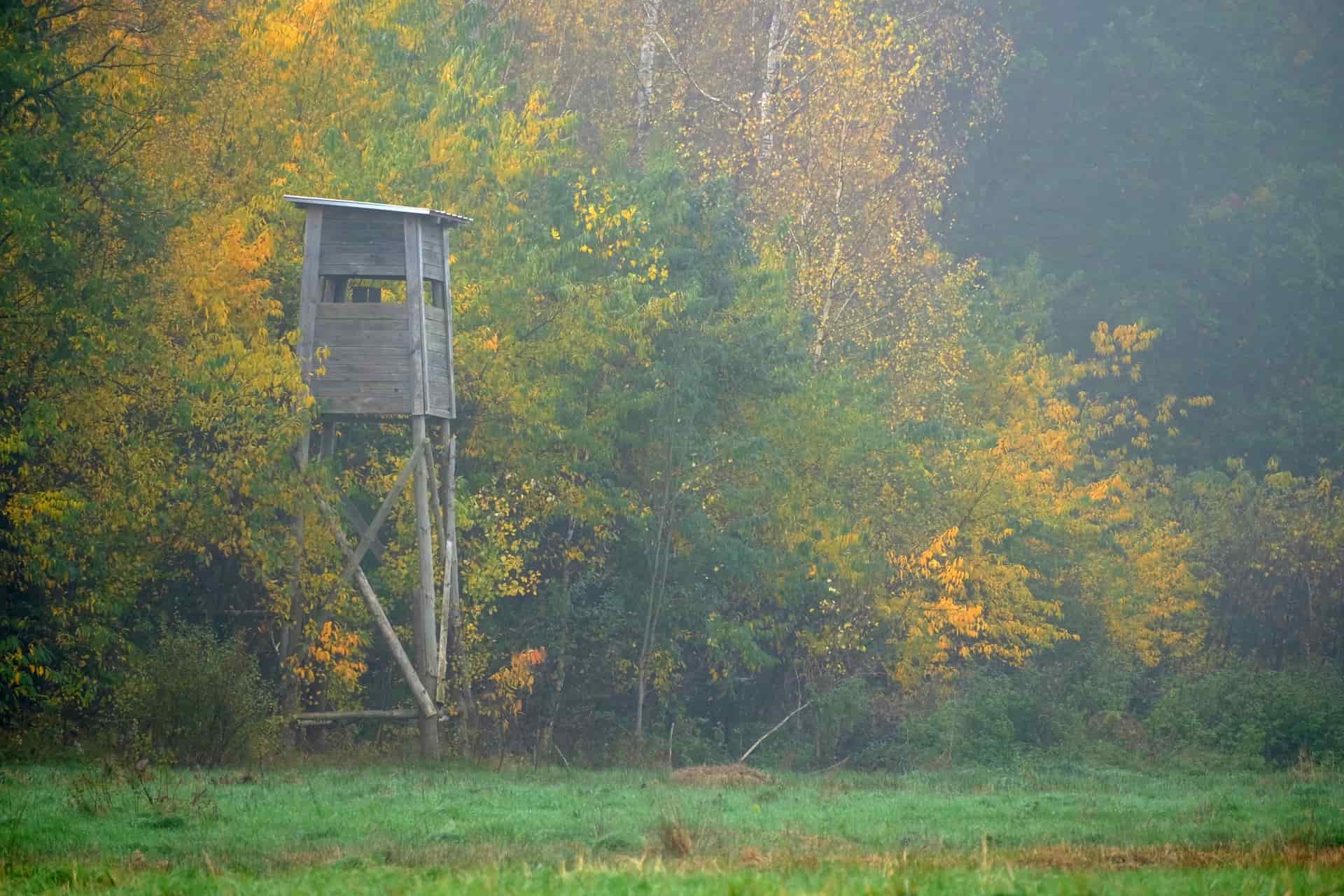A hunter set up high in a tree against bare autumn branches