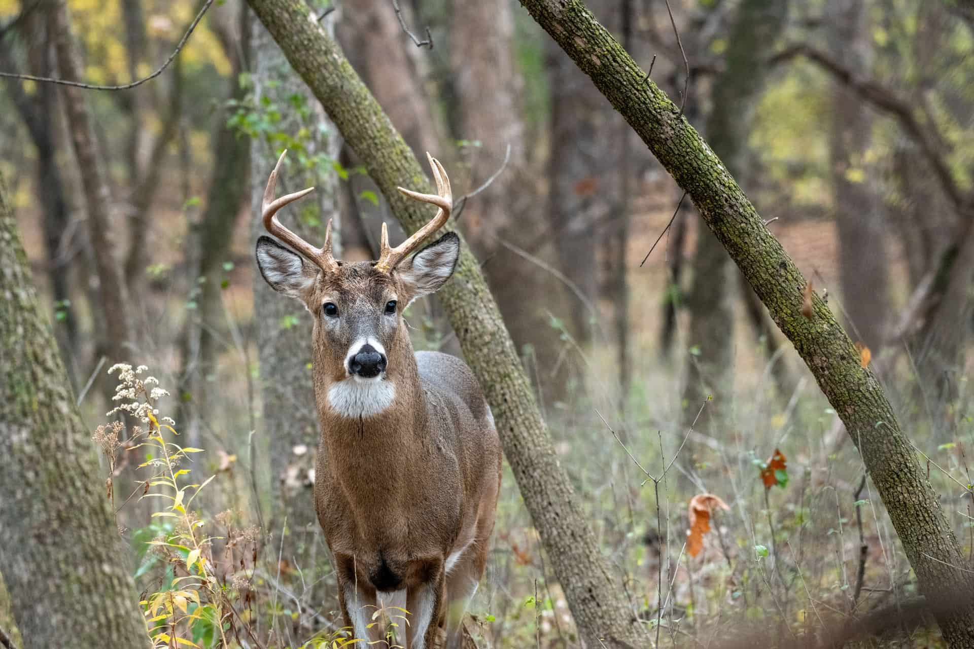 A whitetail deer in autumn woods